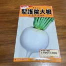 聖護院大根の種まき