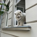 窓から外を眺めている甘い犬