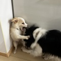 また子犬がやって来ました！