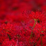 『2025.9『真庭市川東公園の彼岸花群生地❺』岡山県真庭市』の画像