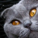 この前絵を描いていたら、その描き終わった紙が猫の近くに飛んで行ってしまった。 猫は寝てたから後で取ろうと思って放置してたら・・・【再】
