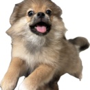 可愛いわんちゃんのご紹介🐶