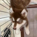 ハスキーじゃないよ🐶