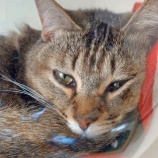 『【写真】猫 / 富士山 / 有楽町 / 新宿他  @Xperia 1 vii』の画像