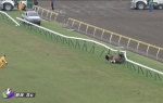 【競馬】新潟5Ｒでせん馬のマイティブロウがゲートくぐりラチ壊して転げまわる