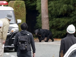 クマ襲撃で54人死傷…日本の秋田県、自衛隊の派遣を要請＝韓国の反応