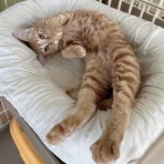 猫式ブログ～里親募集型猫カフェ