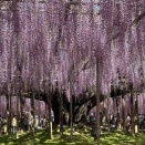 2026.4 大人の遠足〈あしかがフラワーパーク〉