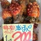 2025/12/07,日曜日🐟 📞011-746-6750