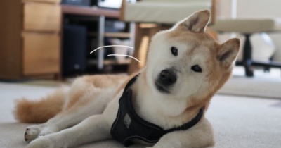 傾く犬とリュウゼツラン