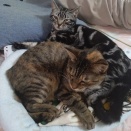 実物のﾈｺﾁｬﾝたちセカンド241