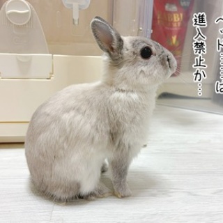 ブンチョ日誌
