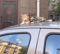 隣の猫が好き過ぎて…すべてをマネをする猫