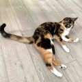 キャリコちゃん3歳になりました