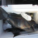 今日の釣果写真