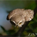 インドコキンメフクロウ（Spotted Owlet）