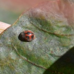 ピンちゃんのママのブログ