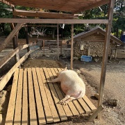 姉と一緒に三島1泊旅行④あぁ 思い出の楽寿園