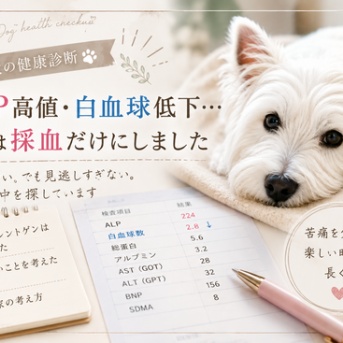 【犬の健康診断】ALP高値・白血球低下。やりすぎない健診を選んだ理由
