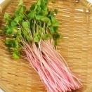 「そばスプラウト」「生活習慣病」の予防や「眼精疲労」に　発芽野菜のちから