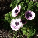 provoke one's indignation 義憤を喚び起す