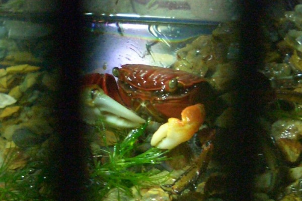 プリやんのブログ 飼育