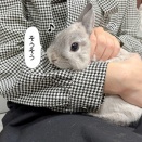 うさぎのルリ(1/25追記)