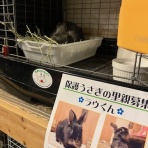 うさぎのきた道