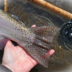 F・Fとしての証