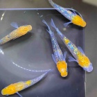 『メダカ・金魚入荷入荷情報！』の画像