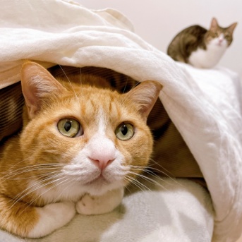 チクられた猫。