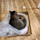 続・エコクラフト