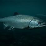  釣果で証明する釣りの理論 ── 私が思うところ。