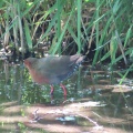 逆光‼️つがいのヒクイナを撮る🐦🐦（多々良沼公園）
