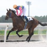 『【遠征馬情報】JRA札幌・コスモス賞に、ホッカイドウ競馬から3頭が参戦!』の画像