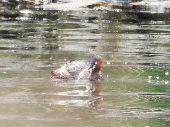 2026年10月6日の野鳥公園