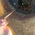 【動画】釣り上げたエイが出産してしまう(@_@;)