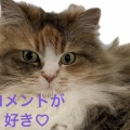 こんなしっぽ