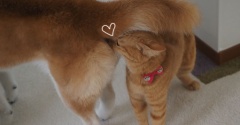 すんすん♪
