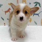 『新しいわんちゃんの紹介です🐶』の画像