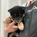 🐶新しいワンちゃん紹介🐶