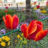 �ظ��ĻԤǻϤޤ뿷�������ʥ����륹�說�����ܼ�б�������ŵ��ؤ佸���ܼ�β�줬�ۡ���ڡ����Ǹ�������ޤ������ޤ���85�аʾ塦������������65�аʾ�ι���Ԥ��оݤǤ����٤β���