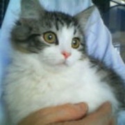 ネットで一目惚れしてすぐに会いに行った猫（21年前）