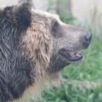 【画像あり】ヒグマが郵便配達員を襲うところを激写した画像、流石に怖すぎる・・・