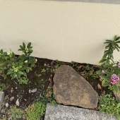 沈丁花