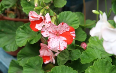 『コガネムシの被害続くゼラニウムピンチ！』の画像