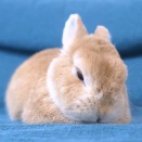 うつらうつらと崩れ落ちて