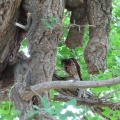2026天然記念物大銀杏でアオバズクを撮る15🦉📸（足利市鑁阿寺）