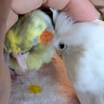 オカメインコ暮らし