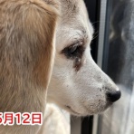 ガオだらけな日々　